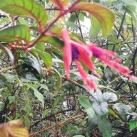 Fuchsia regia (Vand. ex Vell.) Munz
